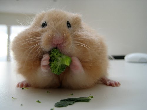 pictureofhamster