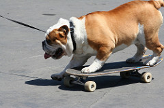 bullDogperformingskate